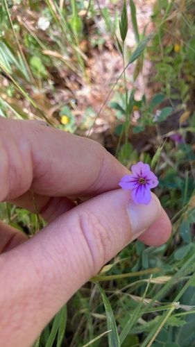 iNaturalist observation photo of Mediterranean Stork's-bill