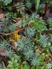 Polytrichadelphus magellanicus