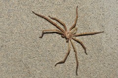 Olios sericeus