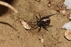 Steatoda paykulliana
