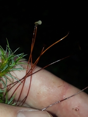 Polytrichadelphus magellanicus