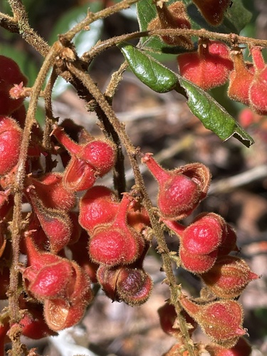 Mischocarpus lachnocarpus observed 2026-04-19