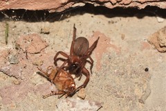 Coelotes turkestanicus