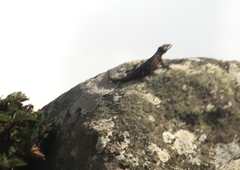 Pseudocordylus melanotus