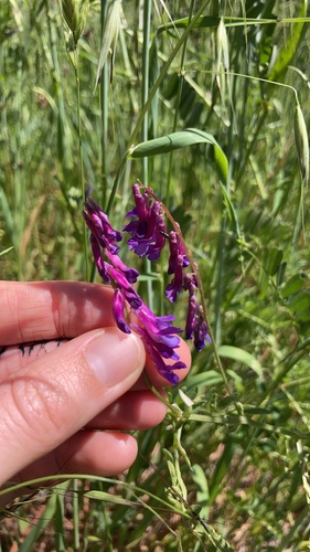iNaturalist observation photo of Vetches