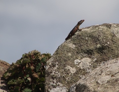 Pseudocordylus melanotus