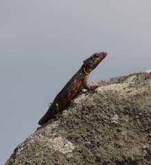 Pseudocordylus melanotus