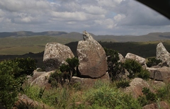 Pseudocordylus melanotus