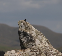 Pseudocordylus melanotus