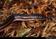 Farancia erytrogramma erytrogramma