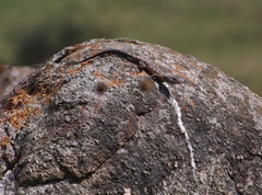 Pseudocordylus melanotus