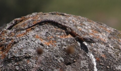 Pseudocordylus melanotus