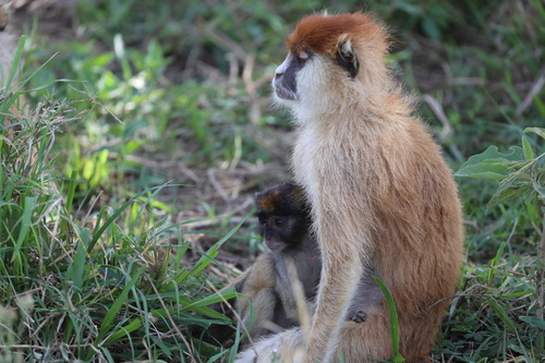 Patas Monkey