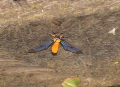 Cosmosoma flavothoracides