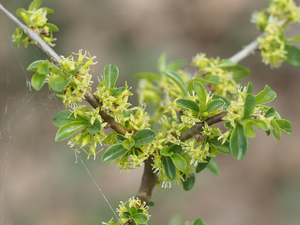 Rhamnus saxatilis; photograph (c) Louis Aureglia, some rights reserved (CC BY)