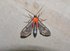 Cosmosoma oroyana