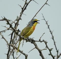 Telophorus sulfureopectus