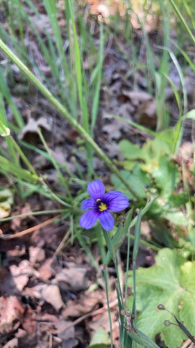 iNaturalist observation photo of blue-eyed grasses