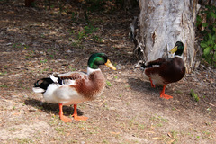Anas platyrhynchos domesticus