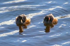 Tachybaptus novaehollandiae