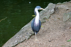 Egretta picata