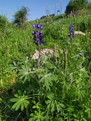 Lupinus pilosus