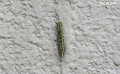 Calliteara argentata