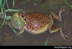 Hyla gratiosa
