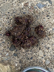 Bassariscus