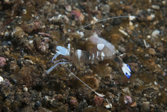 Ancylomenes magnificus