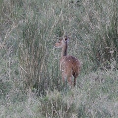 Tragelaphus scriptus bor