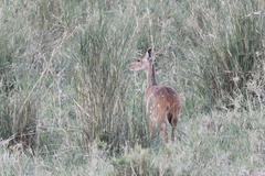 Tragelaphus scriptus bor