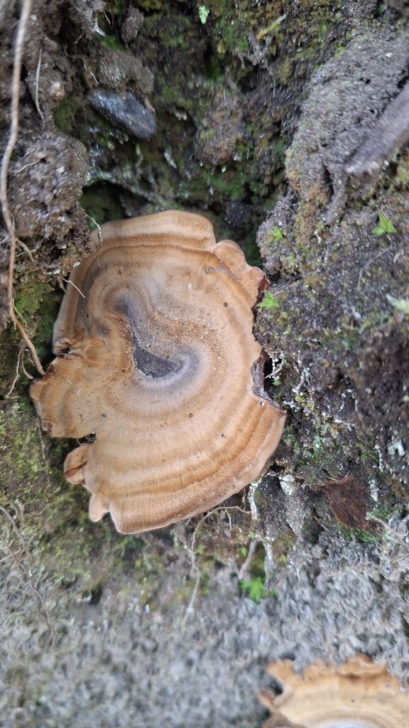 Coltricia perennis