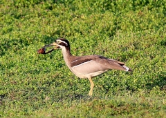 Beach Stone-Curlew photo 4