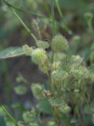 Lagoecia cuminoides, photograph 6