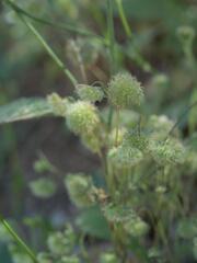 Lagoecia cuminoides, photograph (c) Daniel Cahen, some rights reserved (CC BY)