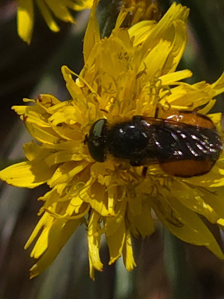Odontomyia limbata