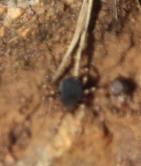 Hyalomma