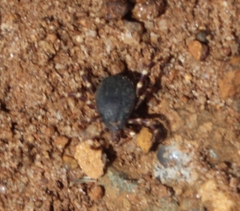 Hyalomma