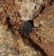Hyalomma