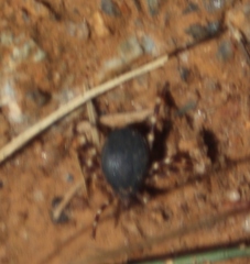 Hyalomma