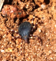 Hyalomma