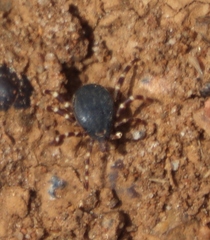 Hyalomma
