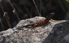 Pseudocordylus melanotus