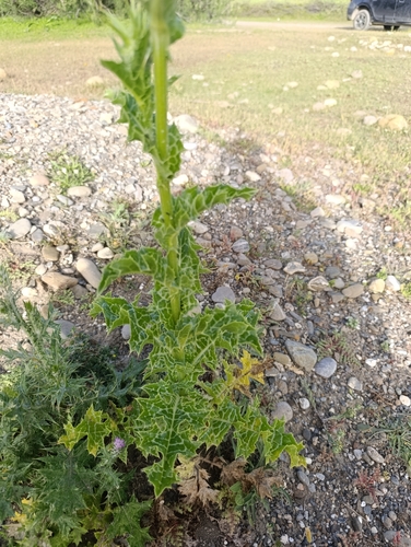 milk thistle