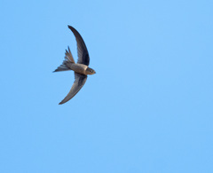 Cypsiurus balasiensis