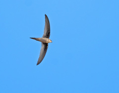 Cypsiurus balasiensis