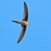 Asian Palm Swift - Photo (c) hdmiller, some rights reserved (CC BY-NC)