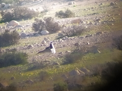 Chlamydotis macqueenii