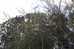 Prunus jamasakura